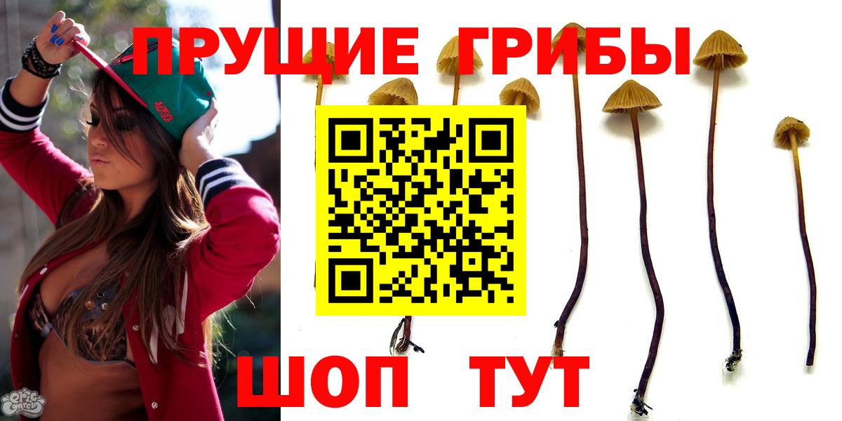 Псилоцибиновые грибы Psilocybe  Вход с VPN  Мариинск  Псилоцибиновые грибы мухоморы 